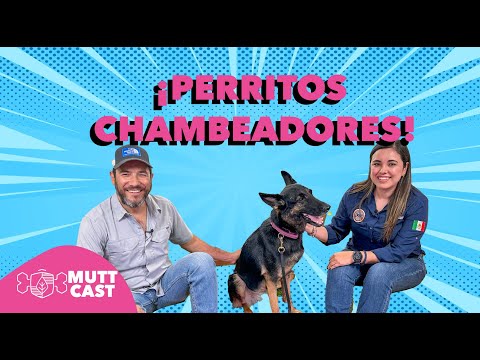 ¡Perritos chambeadores! - Con Arely Martinez y Abi de MANADA K9