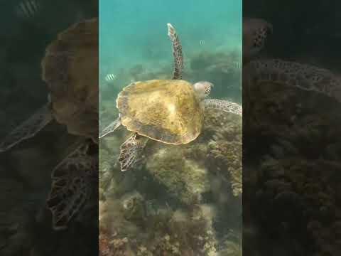 Angra dos Reis , o paraíso das tartarugas. #travel #angradosreis #riodejaneiro #beach #ilhagrande