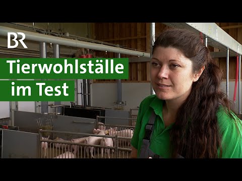 , title : 'Mehr Tierwohl im Schweinestall: Neue Tierwohlställe für artgerechte Tierhaltung | Unser Land | BR'