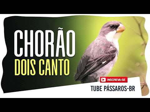 Chorão dois Canto com Intervalo Bom Para Encarte