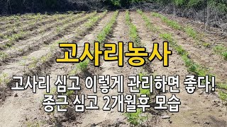 고사리 심고 이렇게 관리하면 좋다! 종근 심고 2개월 지난 고사리밭 모습 #고사리잡초 #고사리농사  #고사리…