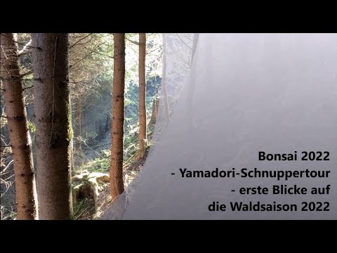 Bonsai 2022-4 - Yamadori Schnuppertour - erste Blicke auf die Waldsaison 2022