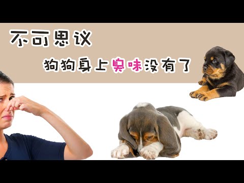 狗的臭源