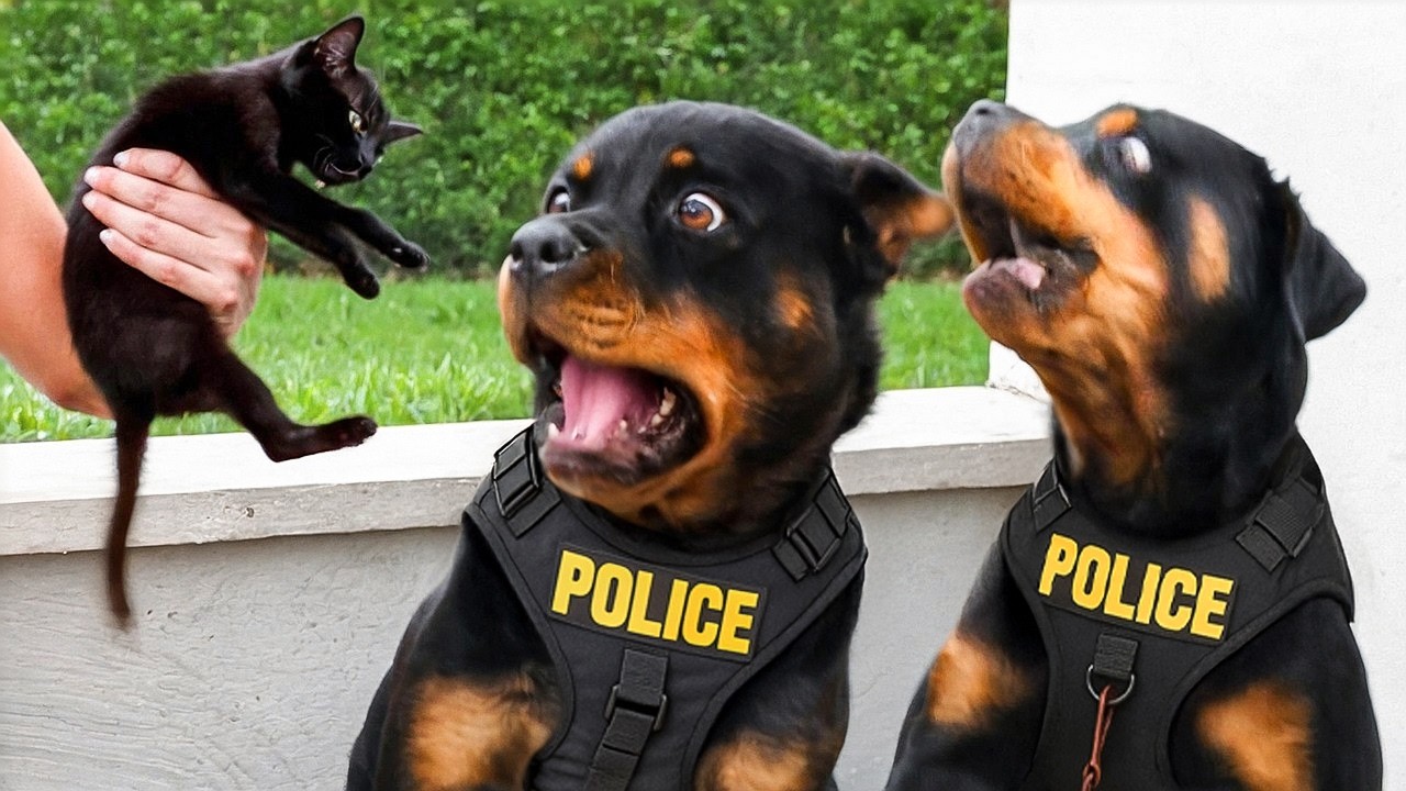 КОГДА ПОЛИЦЕЙСКИЕ СОБАКИ ЗАБЫЛИ, ЧТО ОНИ НА СЛУЖБЕ