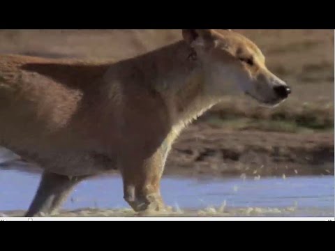 The last of the pure Dingoes | What are dingos?