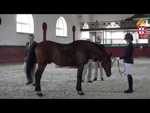 211023 16 Jasmim - Aprovação de Garanhões