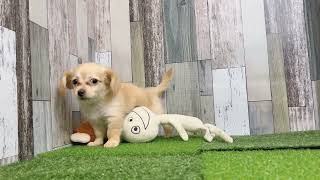 ハーフ犬の動画01