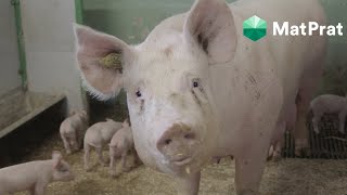 Slik transporteres og slaktes gris i Norge 