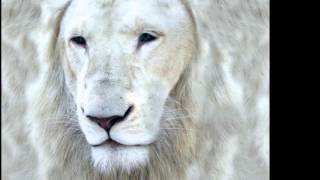 Agnetha Fältskog - Little White Secrets