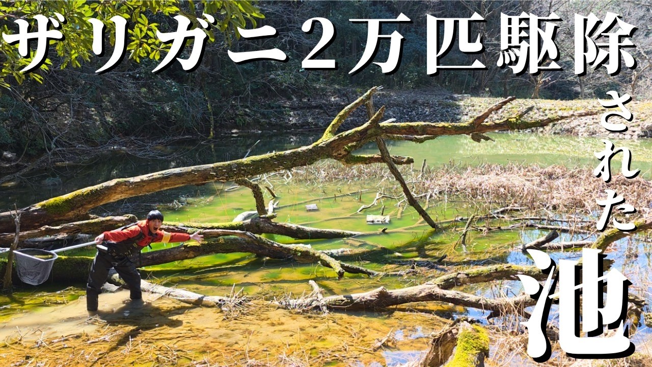 約2年でザリガニ２万匹駆除すると池はこうなる