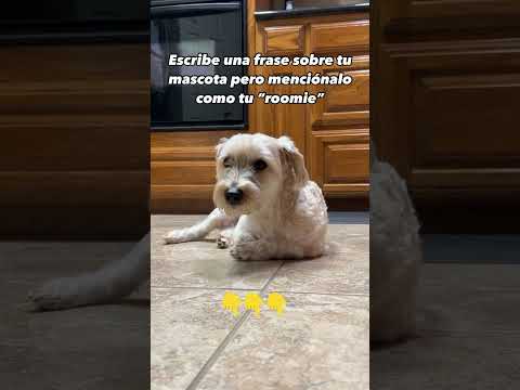 Empiezo yo: A mi roomie le gusta que le acaricie la pancita #roomies #perro #mascotas