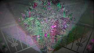 Providence (Jack Frost  Kilbey/McLennan)