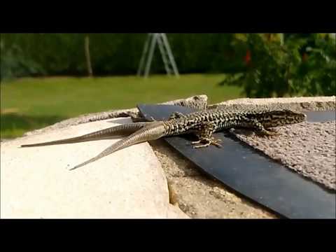 X-Animals !!!  INCROYABLE... Les mutants sont parmis nous !