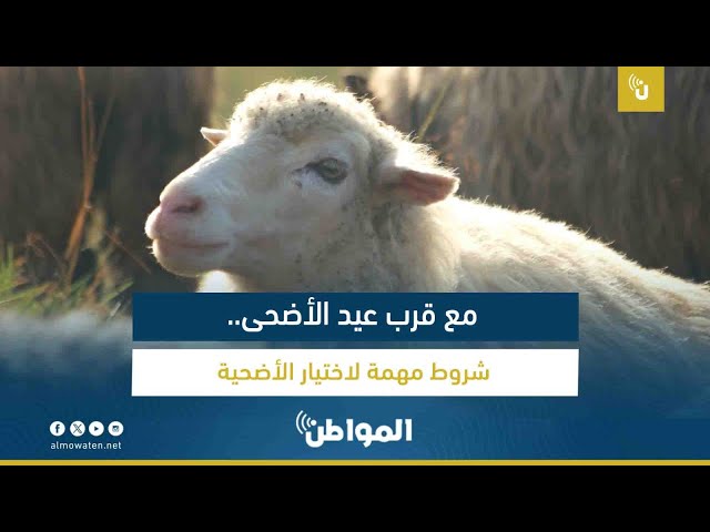 مع قرب عيد الأضحى.. شروط مهمة لاختيار الأضحية