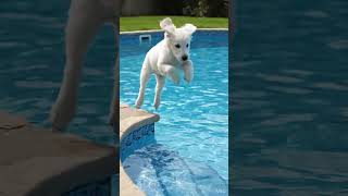 Swimming Baby Retriever AI Prompt
