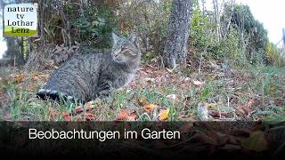 Beobachtungen im Garten