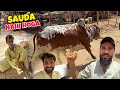 Northern bypass mandi mein koi beopari janwar nahi deraha 😳 Sauda nahi banega 😢 DEFAULT Thumbnail