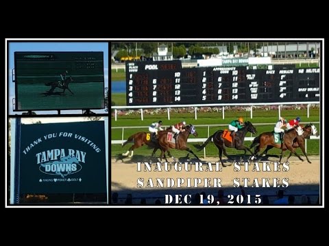 Horse Racing at the Tampa Bay Downs