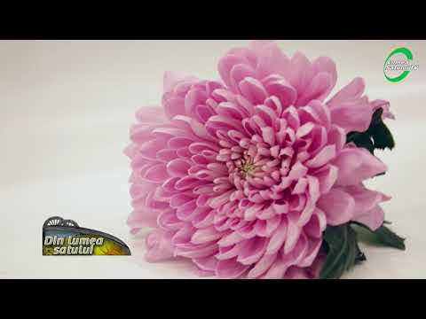 Cum să plantezi crizantemele ca să fii sigur că s-au prins