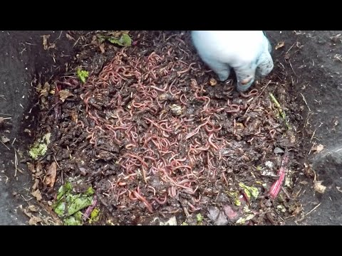 6th relocation of worms from outdoor compost bin into worm bin - vermicomposting