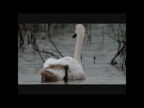 Camille Saint-Saëns 'The Swan'