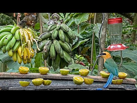 A Rufous Motmot, A Red-tailed Squirrel And A Lot Of Bananas – Feb. 4, 2021