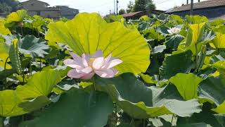 來去雙溪荷花園還有鄭先生家後花園