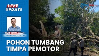 Pohon Tumbang di Jalan Citandui Kota Bengkulu Timpa Pengendara Motor, 2 Korban Luka-luka