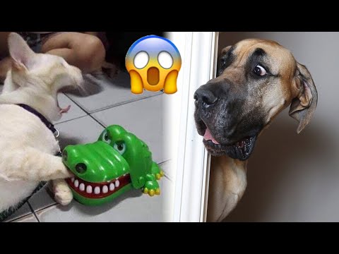 Quand vous possédez un chien avec un qi de 200 vous riez, vous perdez 🤣