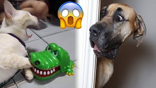 Quand vous possédez un chien avec un qi de 200 vous riez, vous perdez 🤣