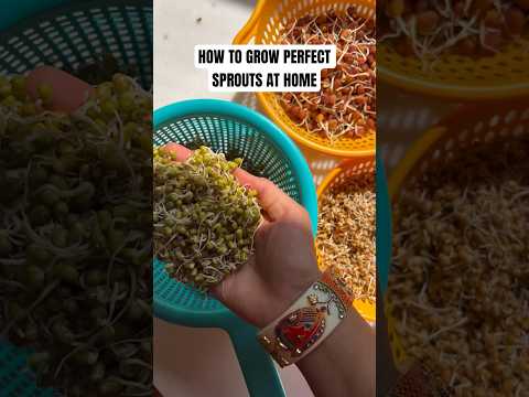 How I grow sprouts at home💚 #sprouts #sproutsrecipes #healthyfood #mungbeansprouts #saladrecipe