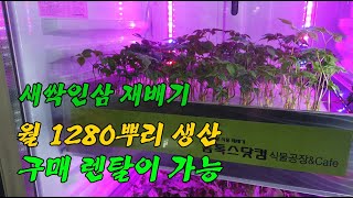 새싹인삼 수경재배 새싹삼 재배기 스마트팜 재배법 홈톡스탓컴 HT2900