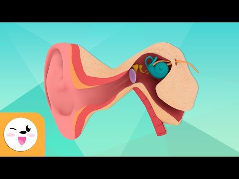 El oído y sus partes para niños - Los órganos de los sentidos