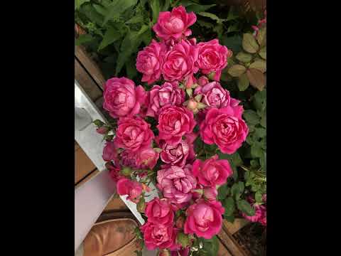 සදා උකුලුතල මා සුව යහනට- Sada Ukuluthala - Cover