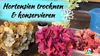 HORTENSIEN TROCKNEN & KONSERVIEREN /  Drei Versionen wie ich meine Hortensien trockne