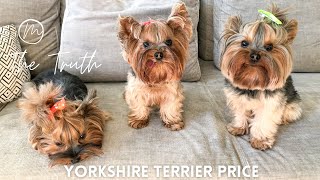 Yorkshire Terrier Price| Yorkshire Terrier for Sale