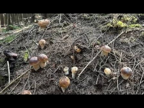 FUNGHI PORCINI | I funghi più belli!