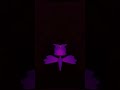 Angry Pinkfong Logo FIXED