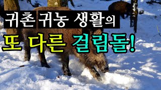 귀농귀촌 생활의 또 다른 걸림돌(시골농부가 알려주는 멧돼지 피해 및 번식 상황)