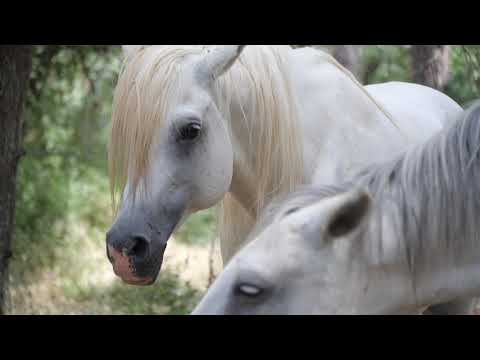 2 - Projet Difuz'Equiparcours : Les Ecuries d'Aurabelle