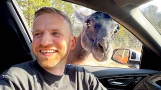 Goofy Pets Caught Red-Handed! 🐶😹 | Funniest Pets Compilation