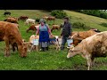 Home Cheese Making Mozzarella Cheese From Fresh Milk