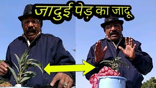 Magical Tree magic Part 32