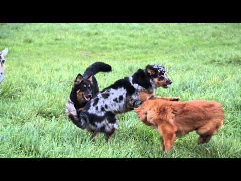 Hier "shepherds"! - Ein bunter Haufen "wilder" Hunde - Herbst 2014