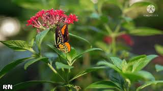 Download lagu SITI NURHALIZA - PERCAYALAH (LIRIK) mp3