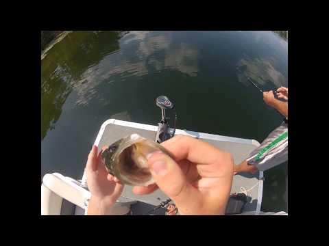 Bass Fishing Theory: Match the Hatch