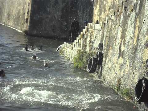 Queima das Fitas 2014 - Coimbra/Portugal