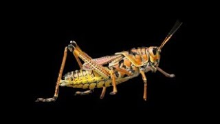 Download lagu Belalang emas vs belalang kecek vs jangkrik mp3 Download lagu Belalang emas vs belalang kecek vs jangkrik mp3