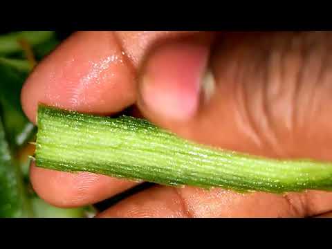 #Unlock the Secret Benefits of Cucumber Peels 🥒🔙👉 Garden #Hacks & Healthy Living #Tips! by AK