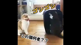 【猫　面白い　かわいい】ゴシゴシする猫ちゃん　その中で行われている衝撃の事実